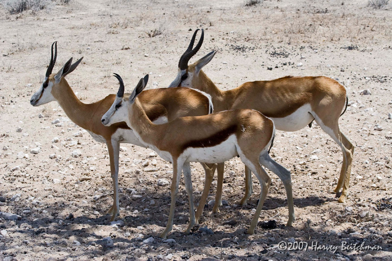 Springbok 1558.jpg